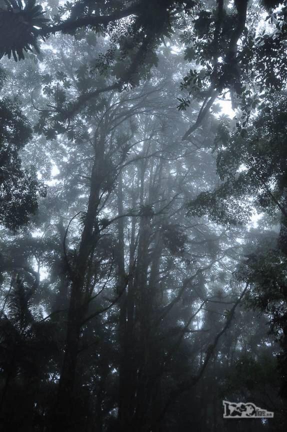 A mata úmida e desnsa da parte baixa do Parque Nacional da Serra dos Órgãos, no Rio de Janeiro, portaria de Teresópolis